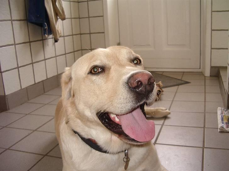 Labrador retriever ¤Kato¤ billede 4