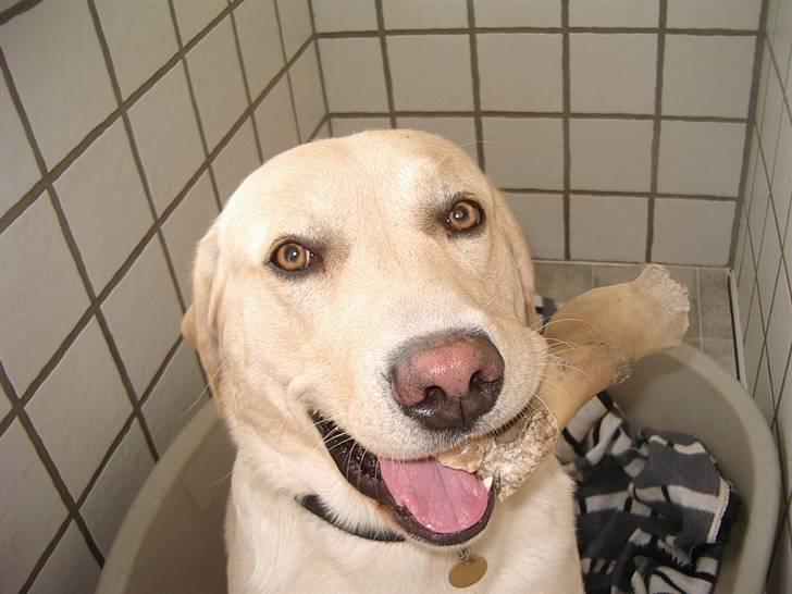 Labrador retriever ¤Kato¤ billede 5