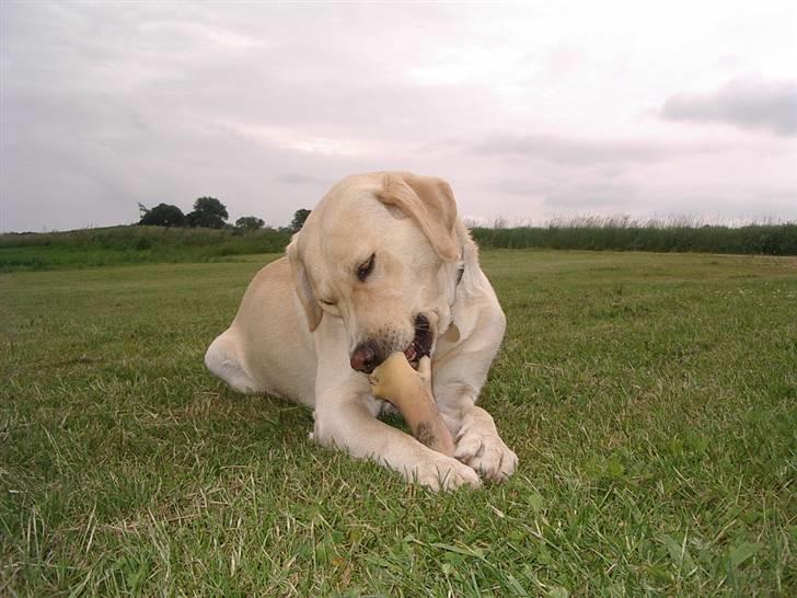 Labrador retriever ¤Kato¤ billede 6