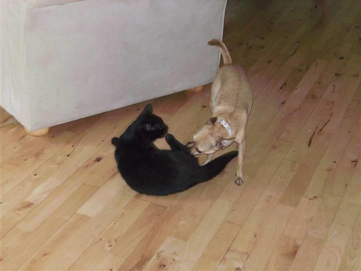 Chihuahua Molly billede 14