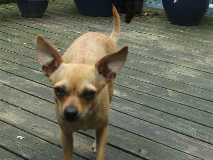 Chihuahua Molly billede 15
