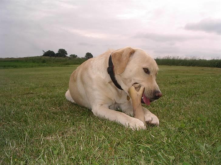 Labrador retriever ¤Kato¤ billede 7