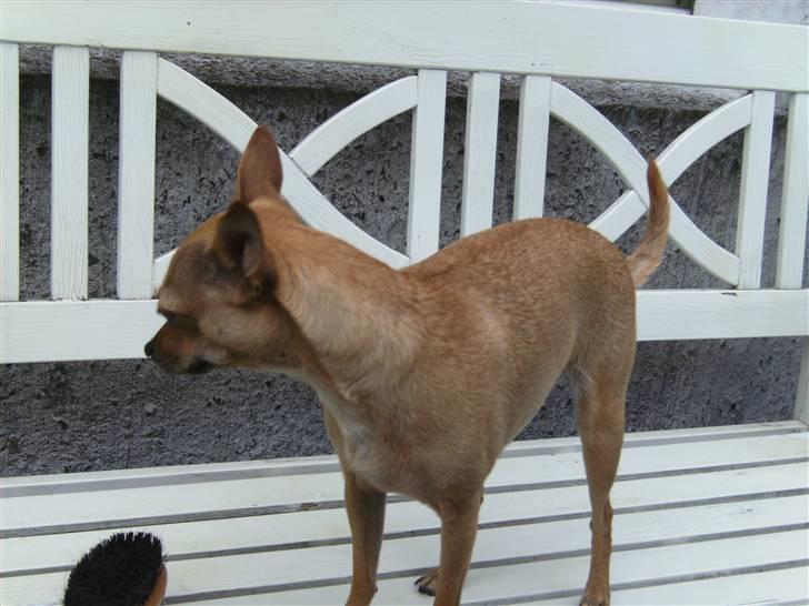Chihuahua Molly billede 16