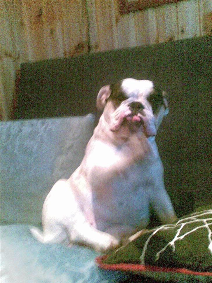 Olde english bulldogge Bullforce møffe - havde du noget mad? billede 4