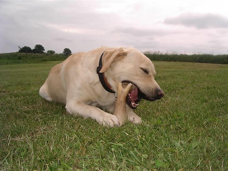 Labrador retriever ¤Kato¤ billede 8