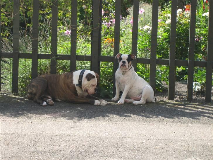 Olde english bulldogge Bullforce møffe billede 7