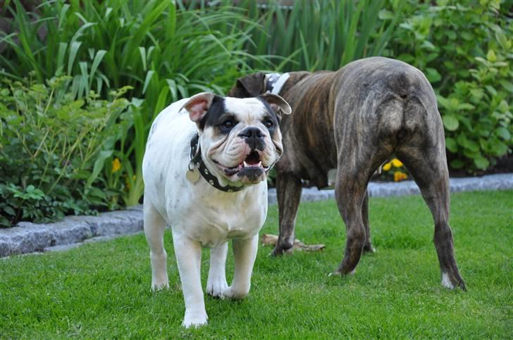 Olde english bulldogge Bullforce møffe - hej... billede 8