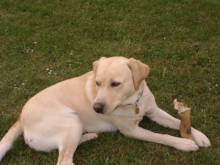 Labrador retriever ¤Kato¤ billede 9