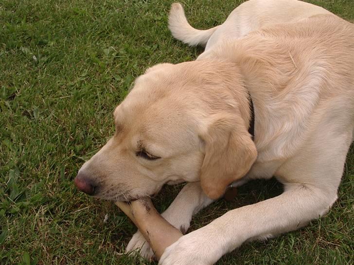 Labrador retriever ¤Kato¤ billede 10