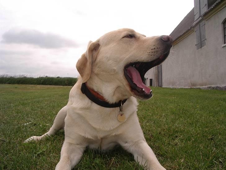 Labrador retriever ¤Kato¤ billede 11