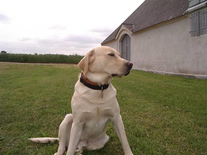 Labrador retriever ¤Kato¤ billede 12