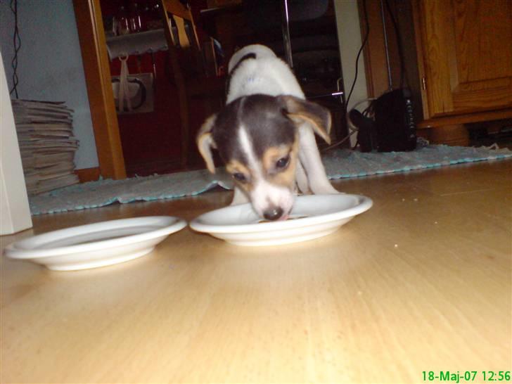 Dansk svensk gaardhund Luca Toni - Første dag hjemme. billede 1