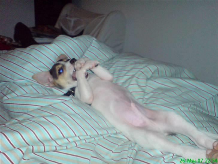 Dansk svensk gaardhund Luca Toni - Så ligger vi lige og bider i sig selv billede 2