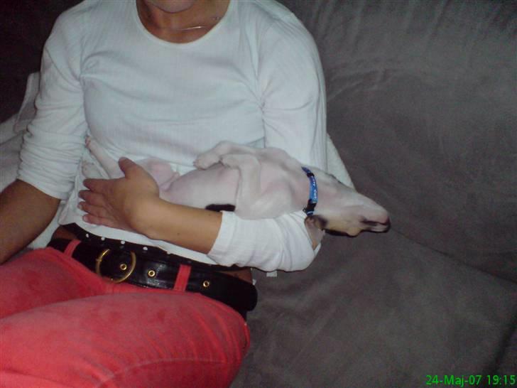 Dansk svensk gaardhund Luca Toni - Ja så sover vi lige. billede 3