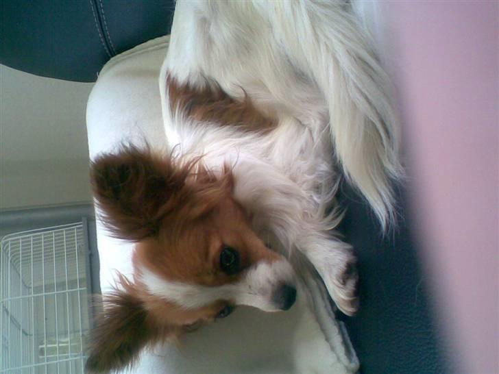 Papillon dalila billede 7