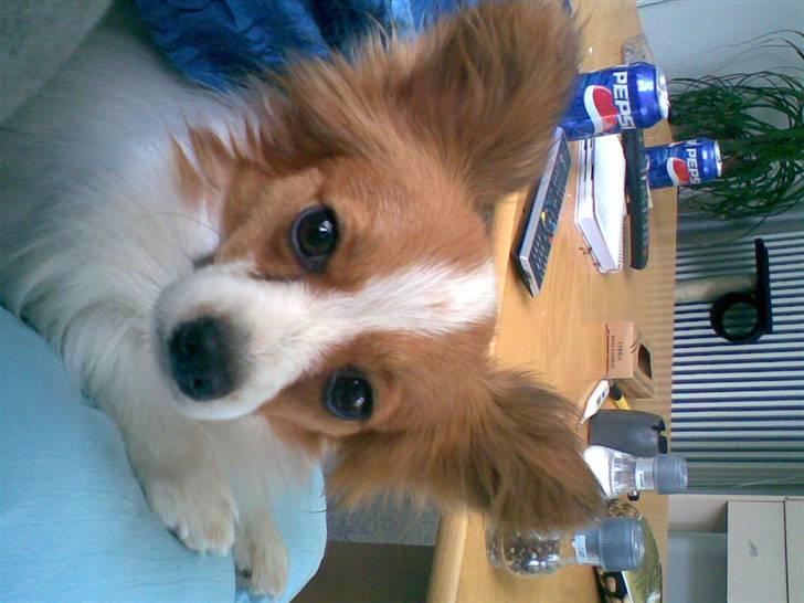 Papillon dalila billede 8