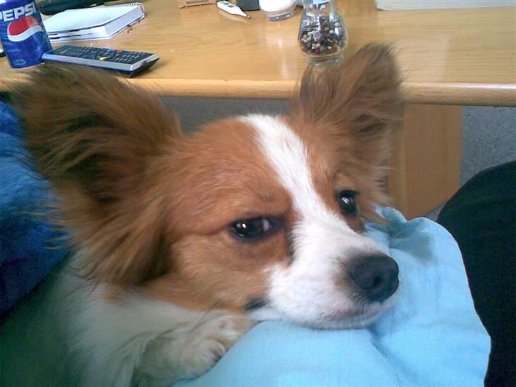 Papillon dalila billede 9