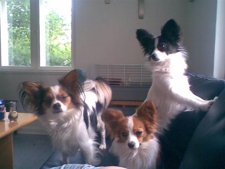 Papillon dalila billede 10