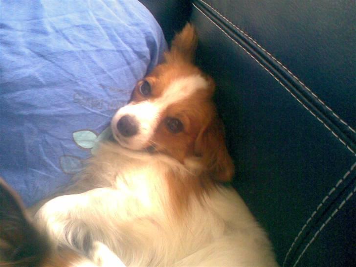 Papillon dalila billede 11