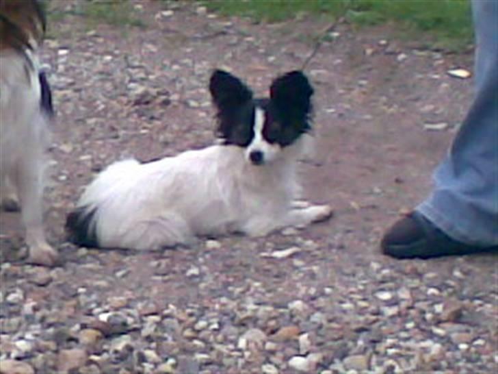 Papillon Gizmo - er lige kommet til mit nye hjem, og er bare bange.. billede 8