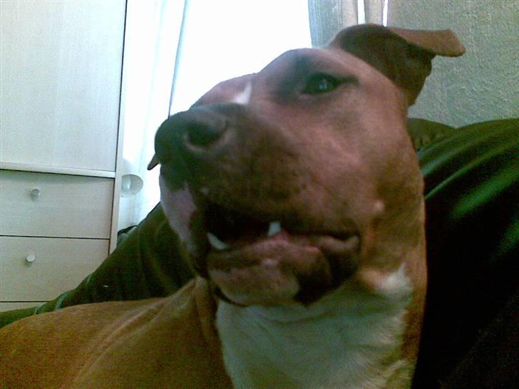 Amerikansk staffordshire terrier Sexy billede 8