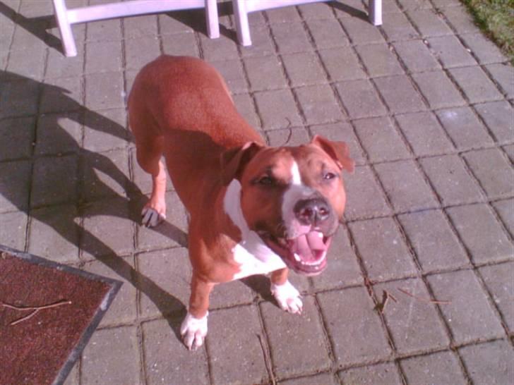Amerikansk staffordshire terrier Sexy billede 9
