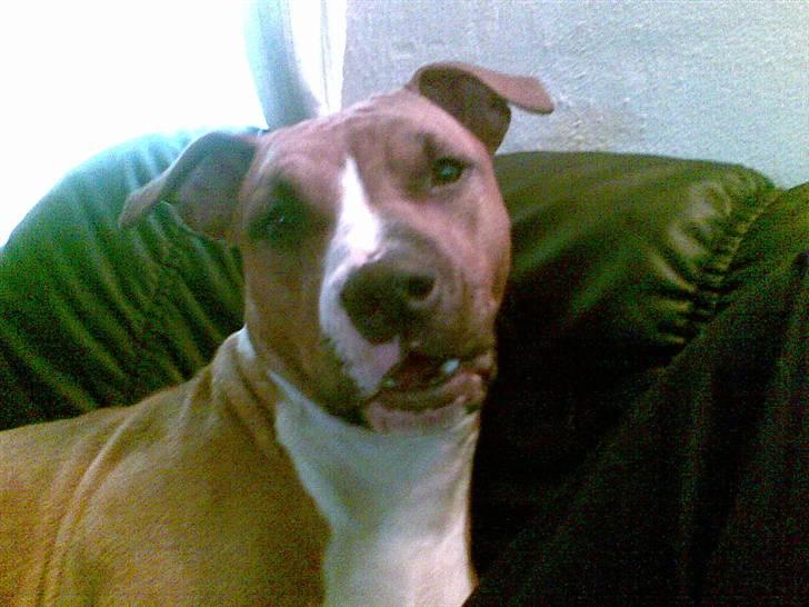 Amerikansk staffordshire terrier Sexy billede 10