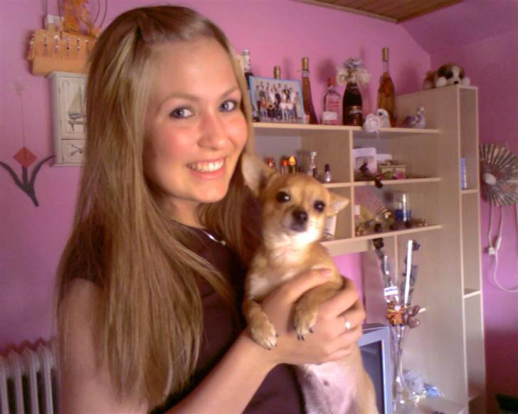 Chihuahua jessica billede 3