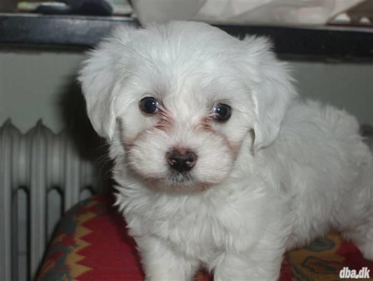 Malteser Bella - Bella er 3 mdr.her da vi fik hende billede 2