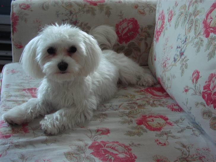 Malteser Bella - Hendes ynglings sted. I sofaen :-) billede 3