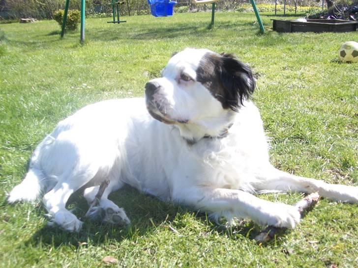 Blanding af racer Asja, R. I. P billede 19