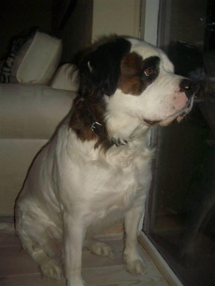 Blanding af racer Asja, R. I. P billede 20