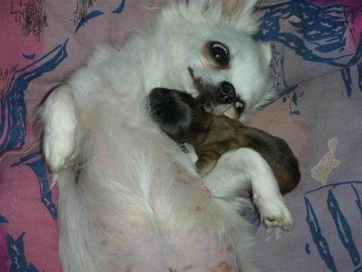 Chihuahua * Daisi *  - Mor og søn :)  billede 12