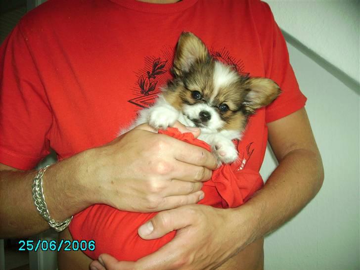 Papillon Thygesminde´s Don Carlos billede 1