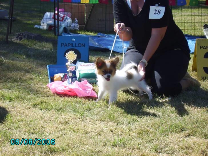 Papillon Thygesminde´s Don Carlos billede 2