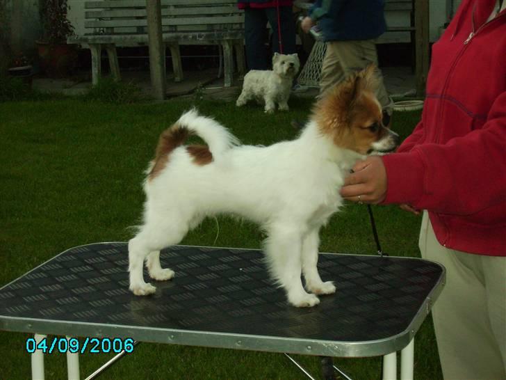 Papillon Thygesminde´s Don Carlos billede 3