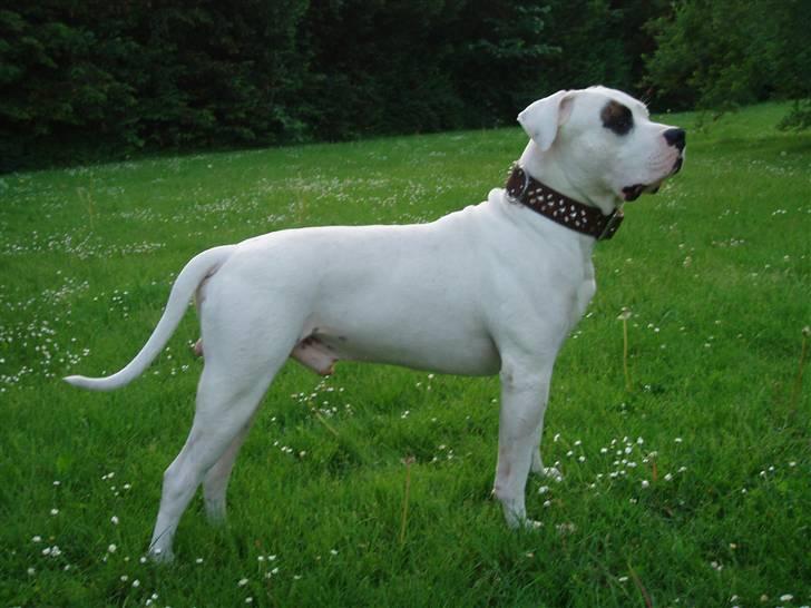 Amerikansk bulldog Ghetto Super Star* R.I.P - se hvor fint jeg kan stå og har ikke en gang nogen stamtavle hehe billede 7