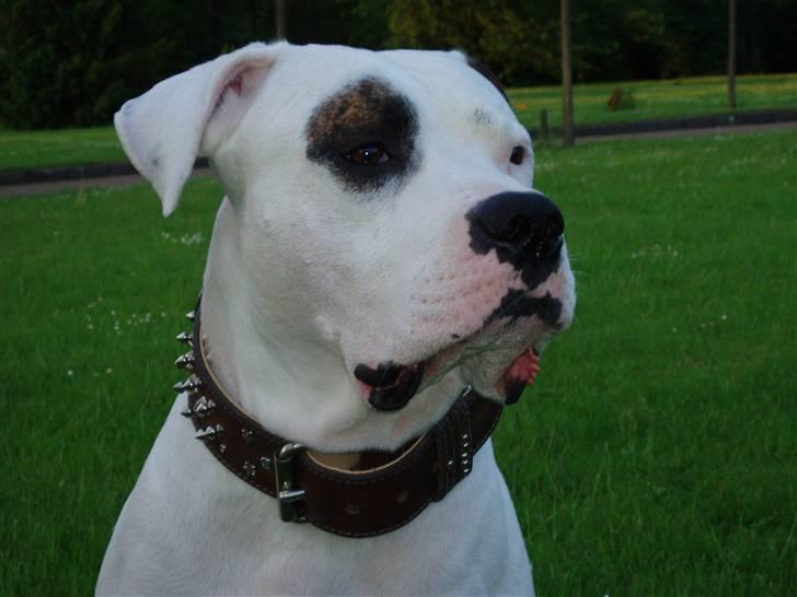 Amerikansk bulldog Ghetto Super Star* R.I.P billede 8