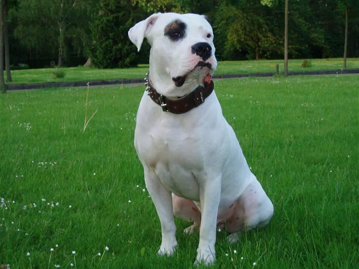 Amerikansk bulldog Ghetto Super Star* R.I.P billede 9