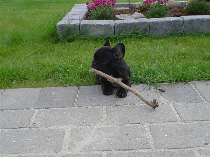 Fransk bulldog FreYse - " Min " Pind.... billede 11