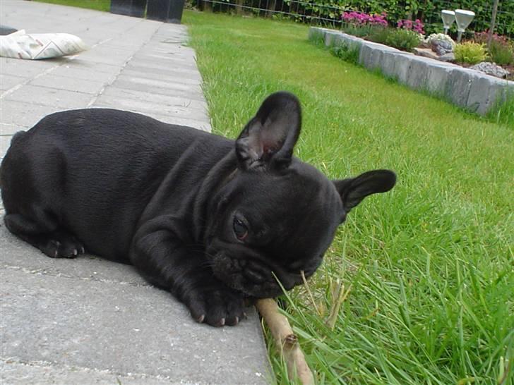 Fransk bulldog FreYse - Det er min pind... billede 12