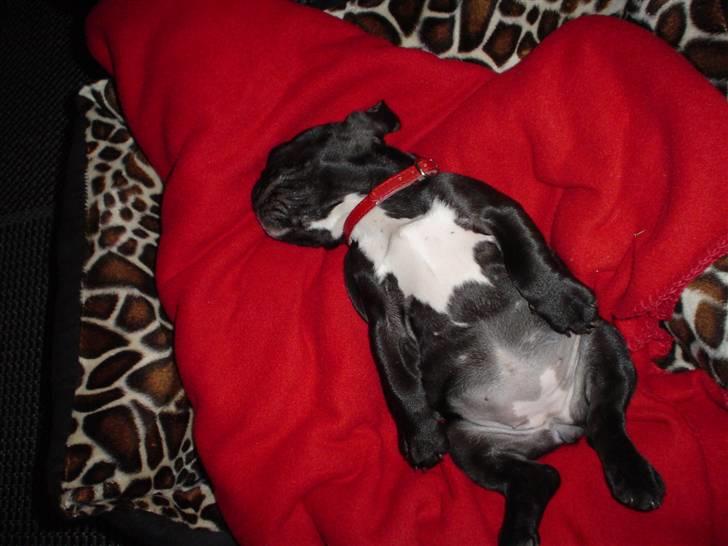 Fransk bulldog FreYse - Pu ha.. Tror li jeg slår lidt mave.. billede 13