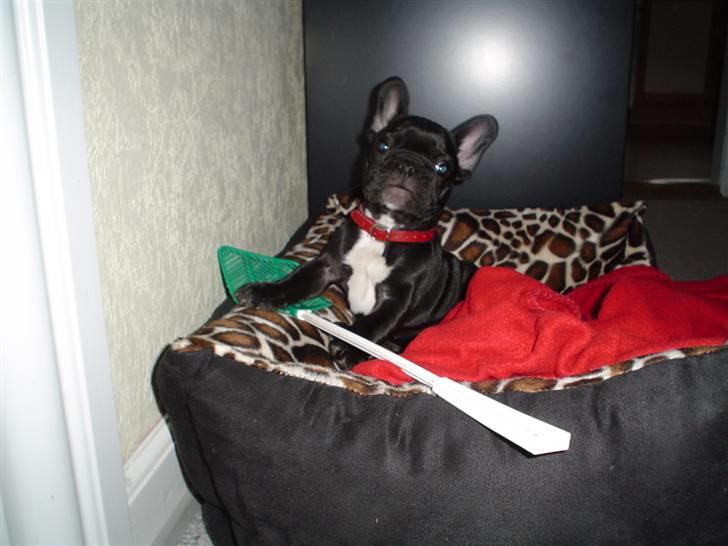 Fransk bulldog FreYse - Hi hi Jeg har snuppet mormor`s fluesmækker.. billede 14