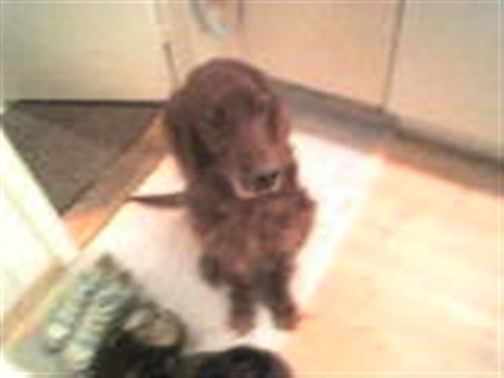 Irsk setter † Boss † R.I.P. Kirstinekjær's Boss - juni 2007 billede 8