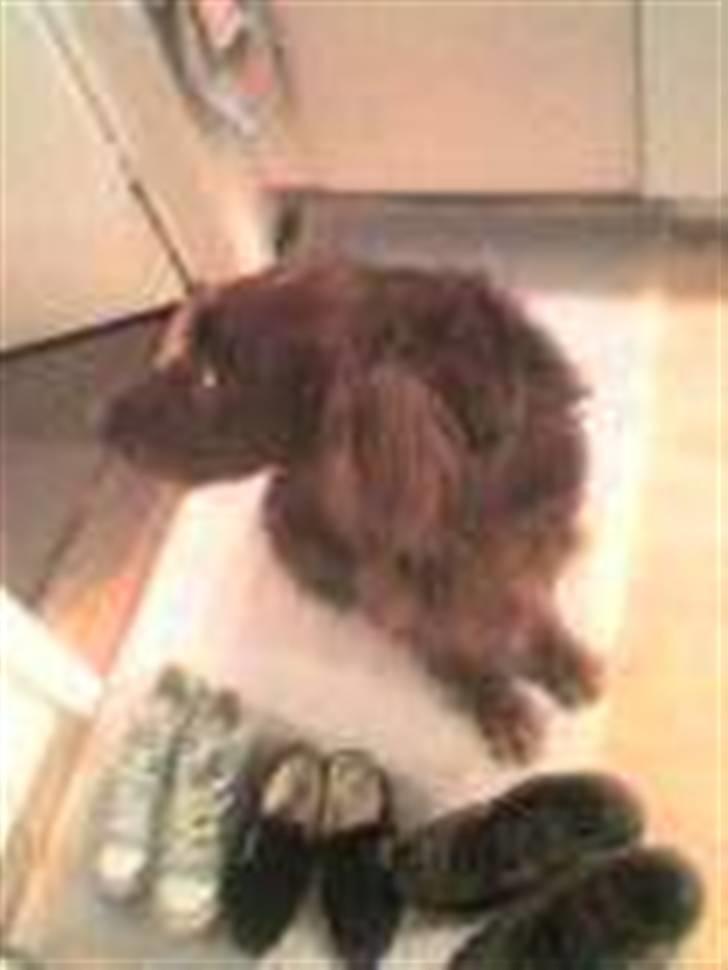 Irsk setter † Boss † R.I.P. Kirstinekjær's Boss - juni 2007 billede 9