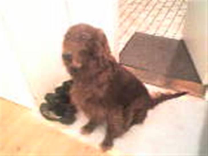 Irsk setter † Boss † R.I.P. Kirstinekjær's Boss - juni 2007 billede 10