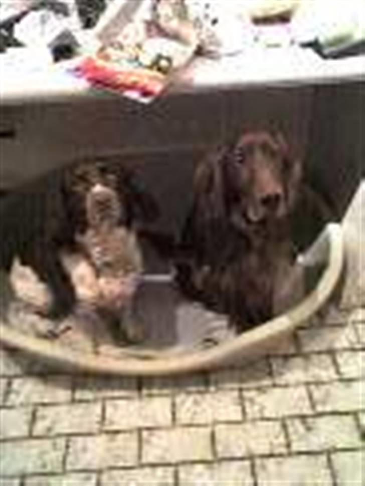 Irsk setter † Boss † R.I.P. Kirstinekjær's Boss - juni 2007 billede 11