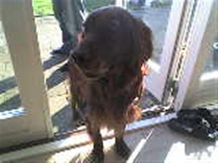 Irsk setter † Boss † R.I.P. Kirstinekjær's Boss - juni 2007 billede 12