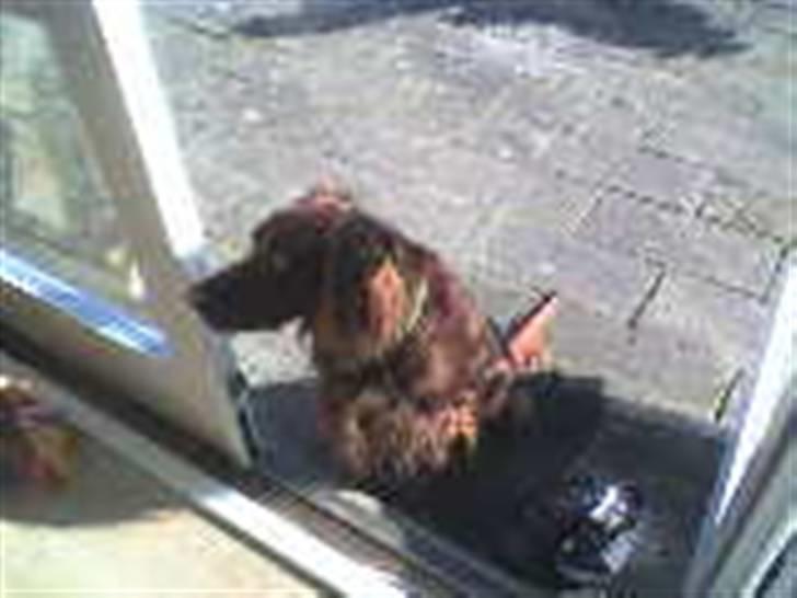 Irsk setter † Boss † R.I.P. Kirstinekjær's Boss - juni 2007 billede 13