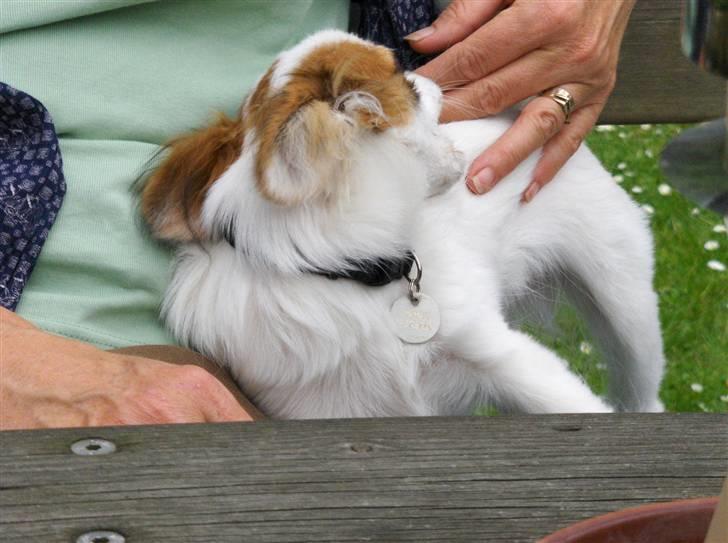 Papillon Panda [Himmelhund 2018]  - "Kamphunden..." billede 6